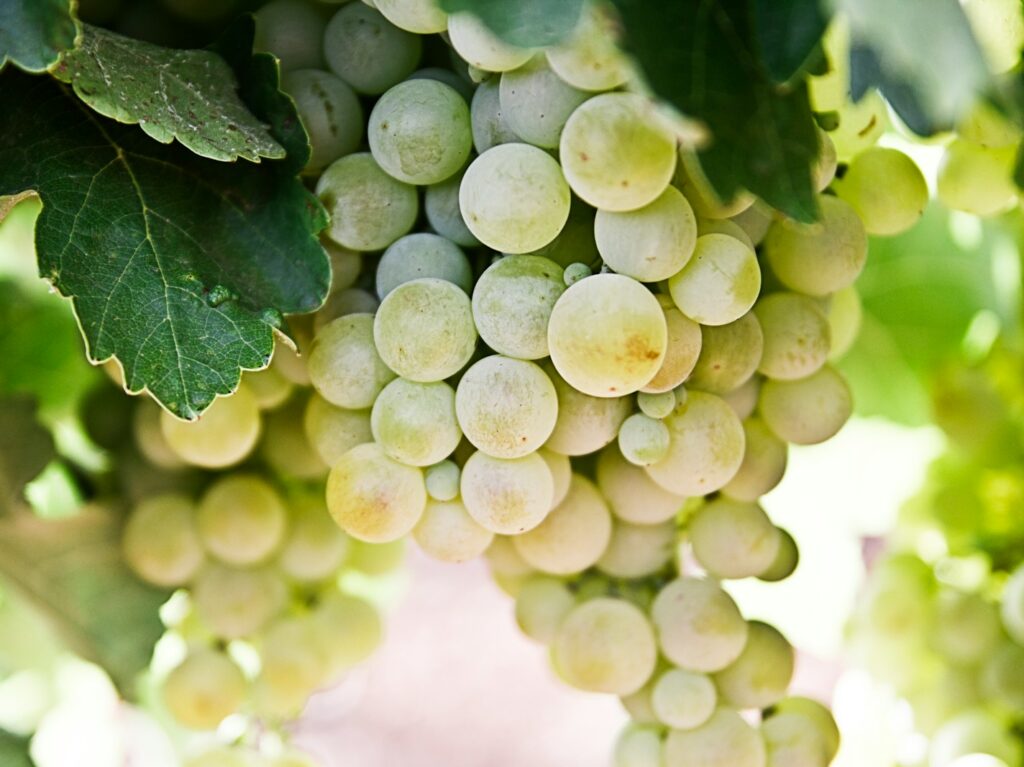 selective-focus photography of green grapes